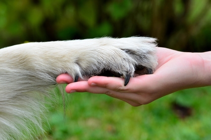 Fotolia_44555919_XS