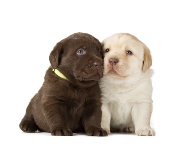 Fotolia_52032391_XS