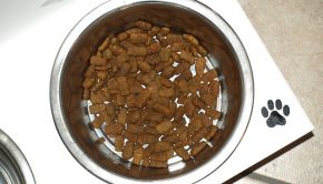 bowl-429231_640