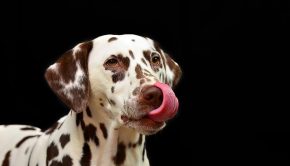 dog-1020790_640