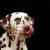 dog-1020790_640