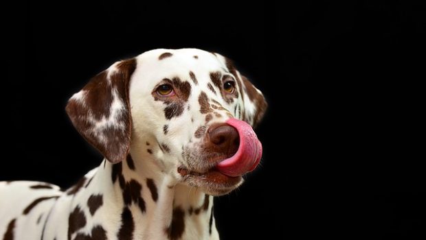 dog-1020790_640