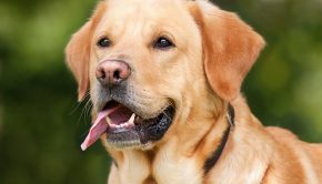dog-1210559_640