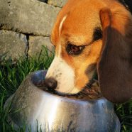 dog-2210717_640