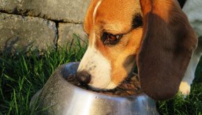 dog-2210717_640
