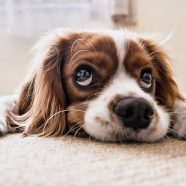 dog-2785074_640
