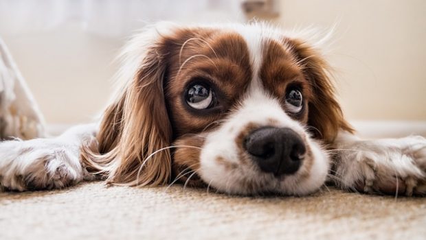 dog-2785074_640