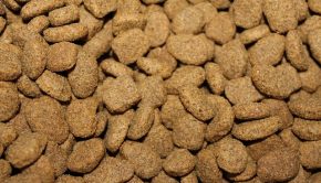 kibble-855419_640