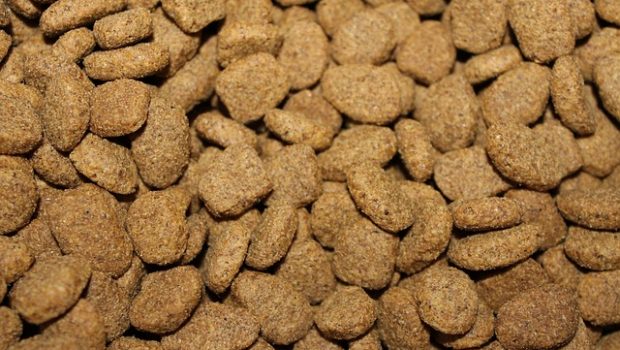 kibble-855419_640