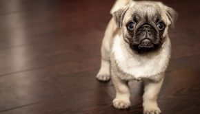 pug-690566_640