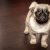 pug-690566_640