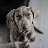 weimaraner-1381186_640