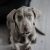 weimaraner-1381186_640