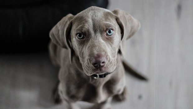 weimaraner-1381186_640