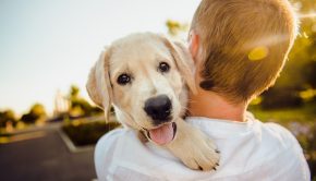 Immunsystem von Hunden