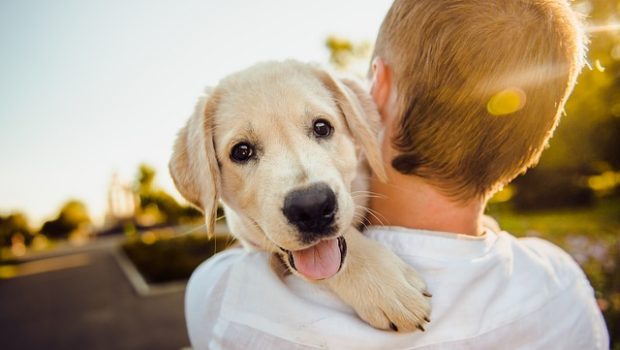 Immunsystem von Hunden