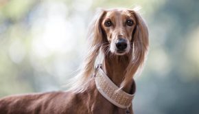 Haut- und Fellgesundheit für Hunde