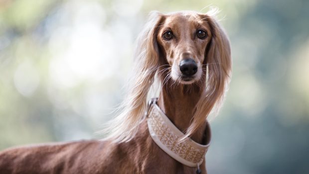 Haut- und Fellgesundheit für Hunde